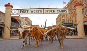 A scenic view of the Fort Worth Stock yards featuring historic buildings and a cattle drive stockyards, showcasing the lively mix of old Western charm and modern attractions